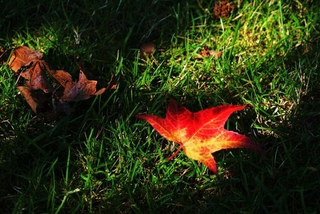 Illustration for article titled Shooting Challenge Fall Leaves Gallery 6